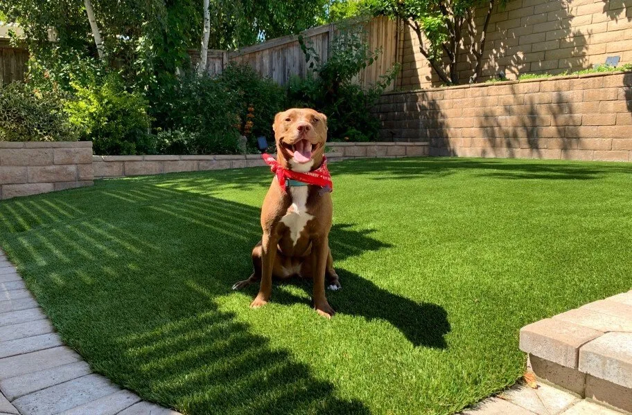 Happy dog playing on clean, green pet-friendly artificial turf